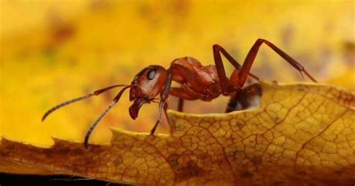 Ant