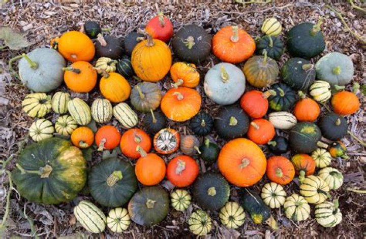Pumpkin Harvest