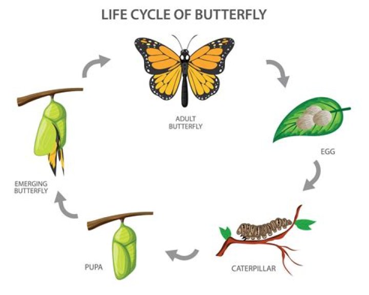 The Butterfly