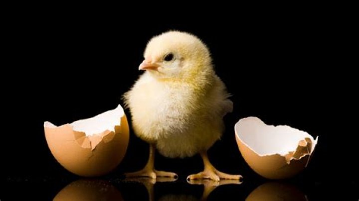 The Egg