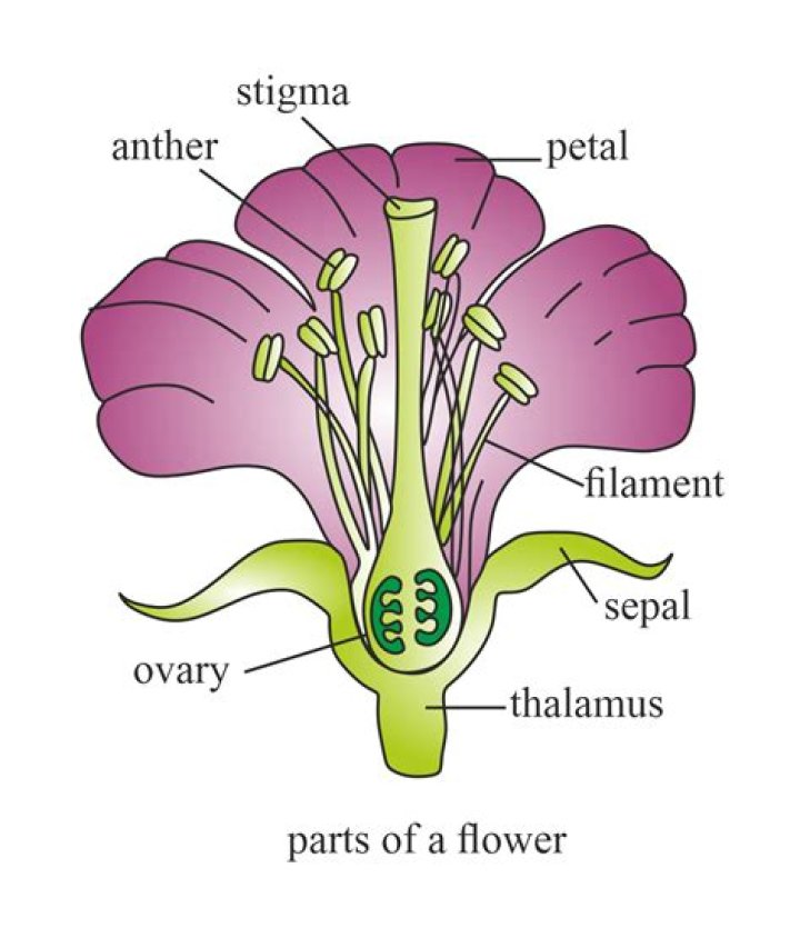 The Flower
