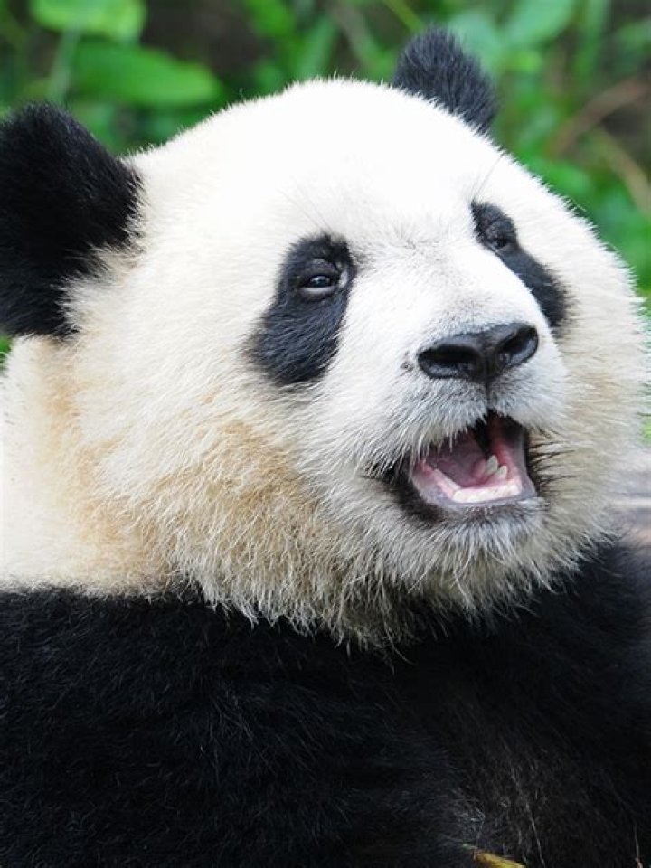 The Panda