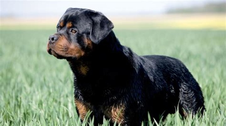 The Rottweiler