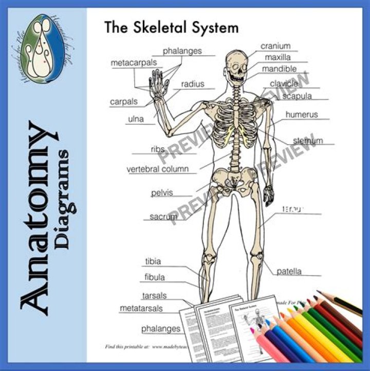 The Skeleton